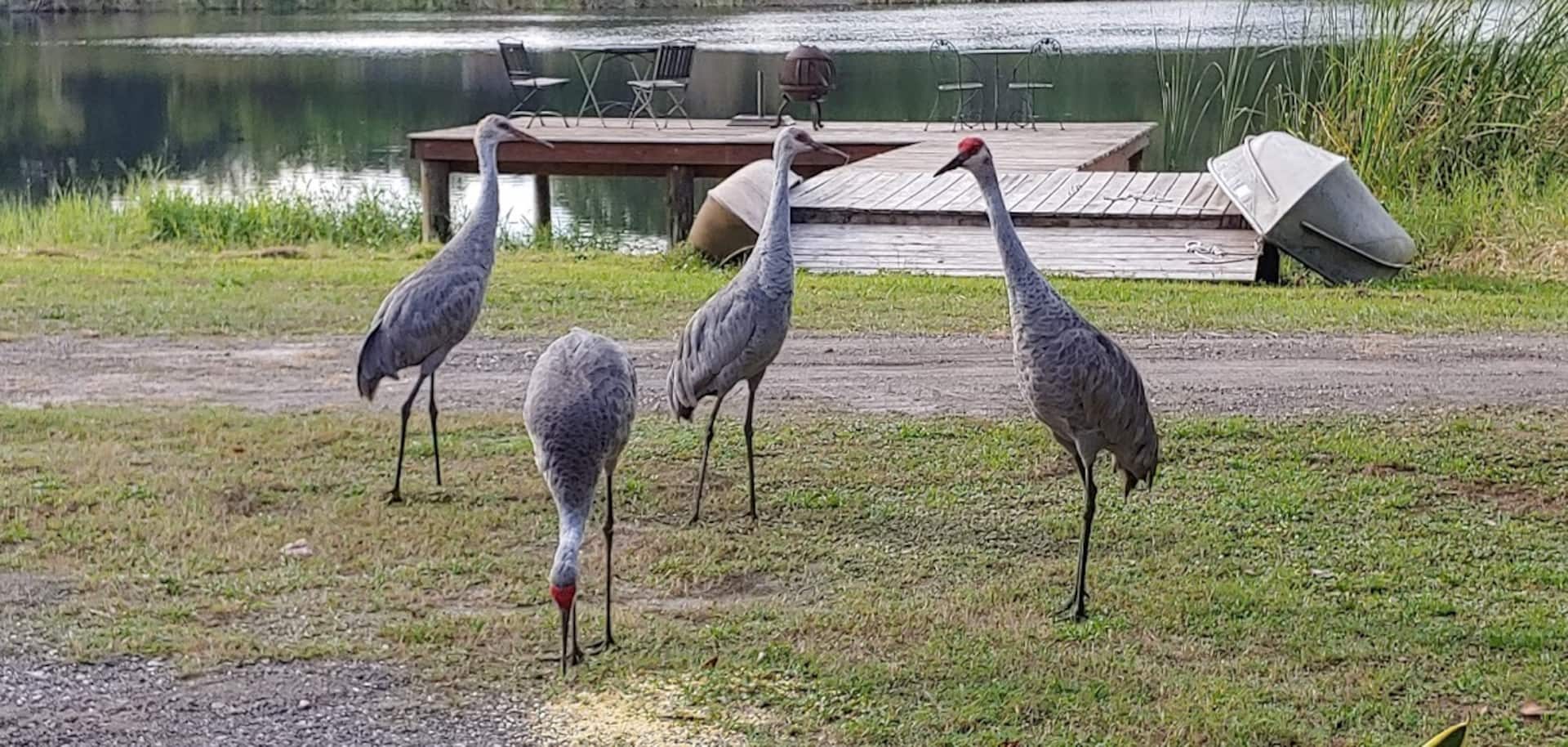 Sandhill cranes on the property