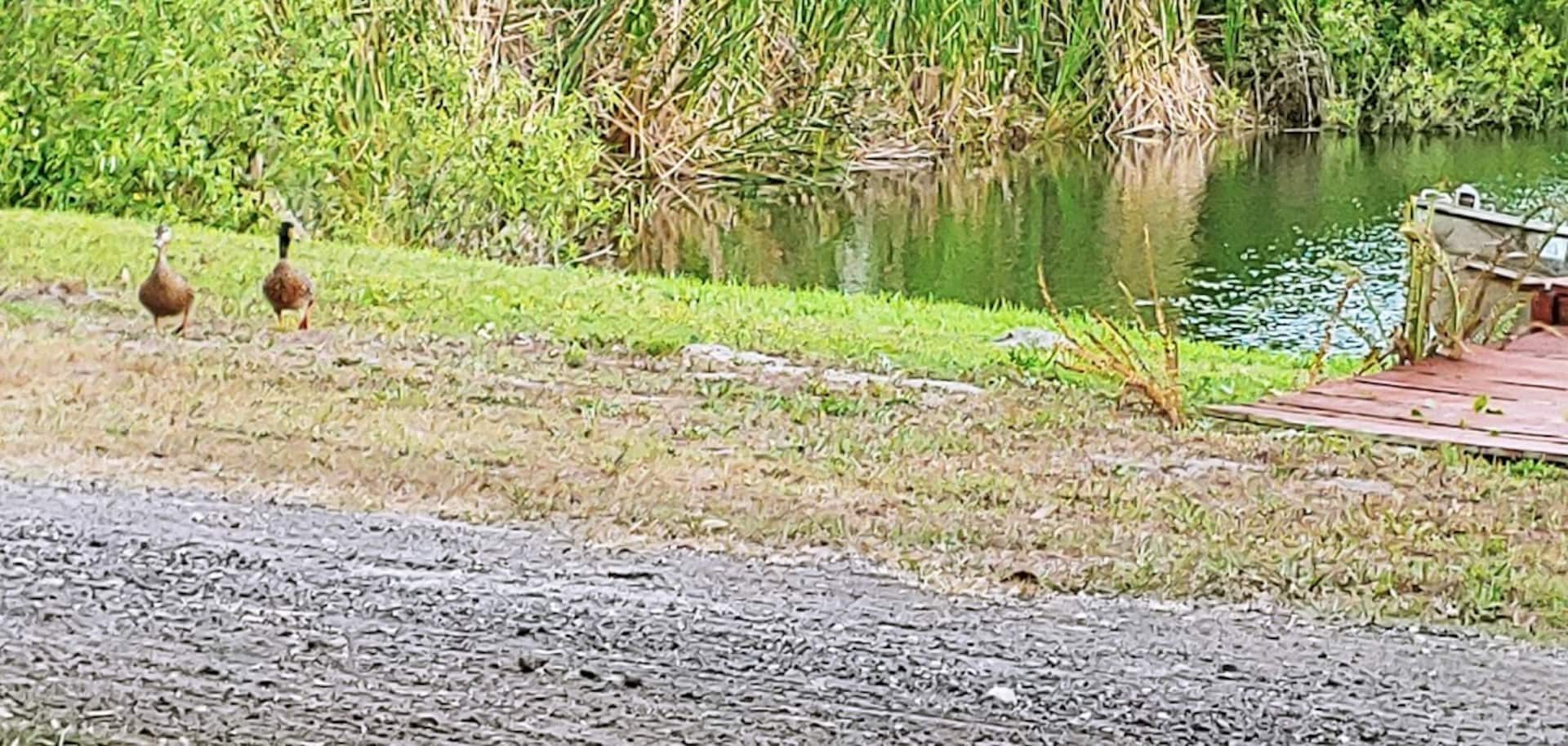 Ducks by the water